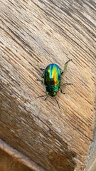 Chrysolina fastuosa