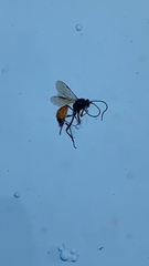 Pterygota