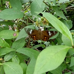 Celaenorrhinus pyrrha