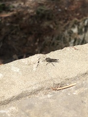 Asilinae
