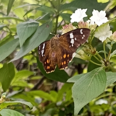 Celaenorrhinus pyrrha