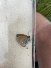 Coenonympha glycerion
