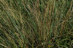 Helictotrichon parlatorei