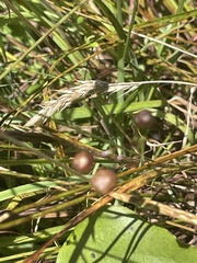 Sisyrinchieae