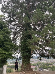 Sequoiadendron giganteum