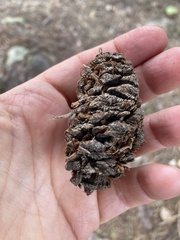 Sequoiadendron giganteum
