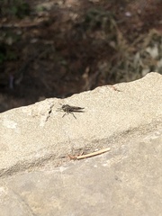 Asilinae