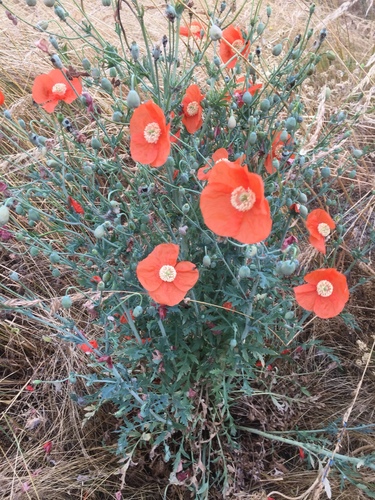 Papaver armeniacum (Papaver armeniacum)