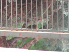 Erithacus rubecula rubecula