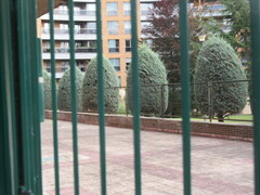 Erithacus rubecula rubecula