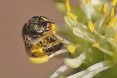 Halictus vestitus