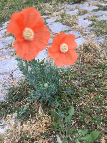 Papaver armeniacum (Papaver armeniacum)