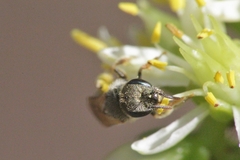 Halictus vestitus