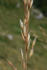 Helictotrichon parlatorei