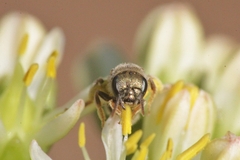 Halictus vestitus