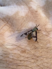 Chrysops dissimilis