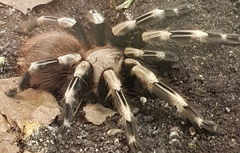 Theraphosinae