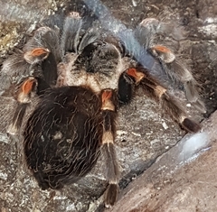 Theraphosinae