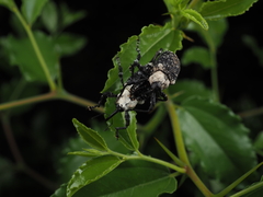 Eucryptorrhynchus brandti