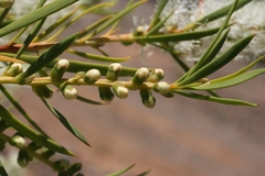 Melaleuca dissitiflora