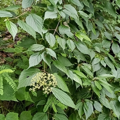 Viburnum mullaha