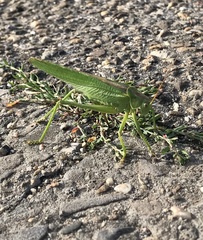 Tettigonia viridissima