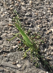 Tettigonia viridissima