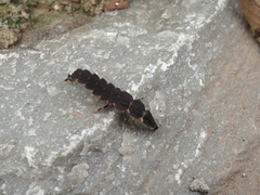 Pyrocoelia pectoralis