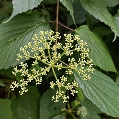 Viburnum mullaha