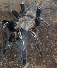 Theraphosidae