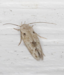 Mompha brevivittella