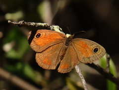 Cassionympha detecta