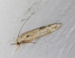 Mompha brevivittella