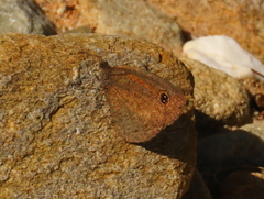 Cassionympha detecta
