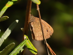 Cassionympha detecta