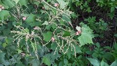 Mallotus paniculatus formosanus