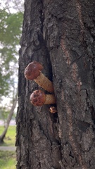 Pholiota aurivella