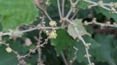 Mallotus paniculatus formosanus