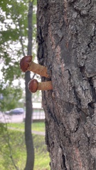 Pholiota aurivella