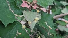 Mallotus paniculatus formosanus