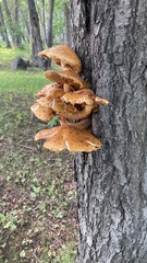 Pholiota aurivella