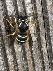 Dolichovespula albida