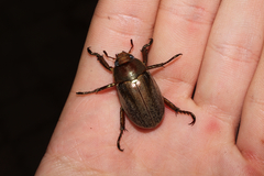 Pelidnota punctulata