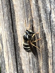 Dolichovespula albida