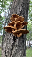 Pholiota aurivella