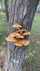 Pholiota aurivella