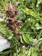 Orobanche gracilis