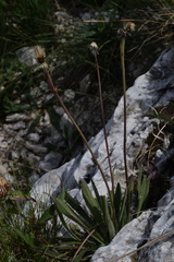 Leontodon tenuiflorus