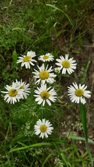Tripleurospermum hookeri