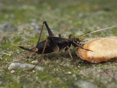 Meloimorpha japonica